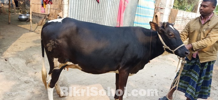 ১২৭ নং অস্ট্রলিয়ান ফ্রিজিয়ান জাতের গাভী বিক্রয় করা হবে ।